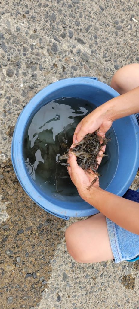 大量大量(>_<)前回の何倍も取れました(^^)v長男の腕が上がったのか？網が良かったのか？