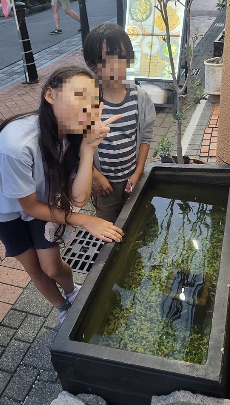 樫の木のお店の前にメダカとヤモリが。子供たちが欲しがったらメダカを４匹頂きました